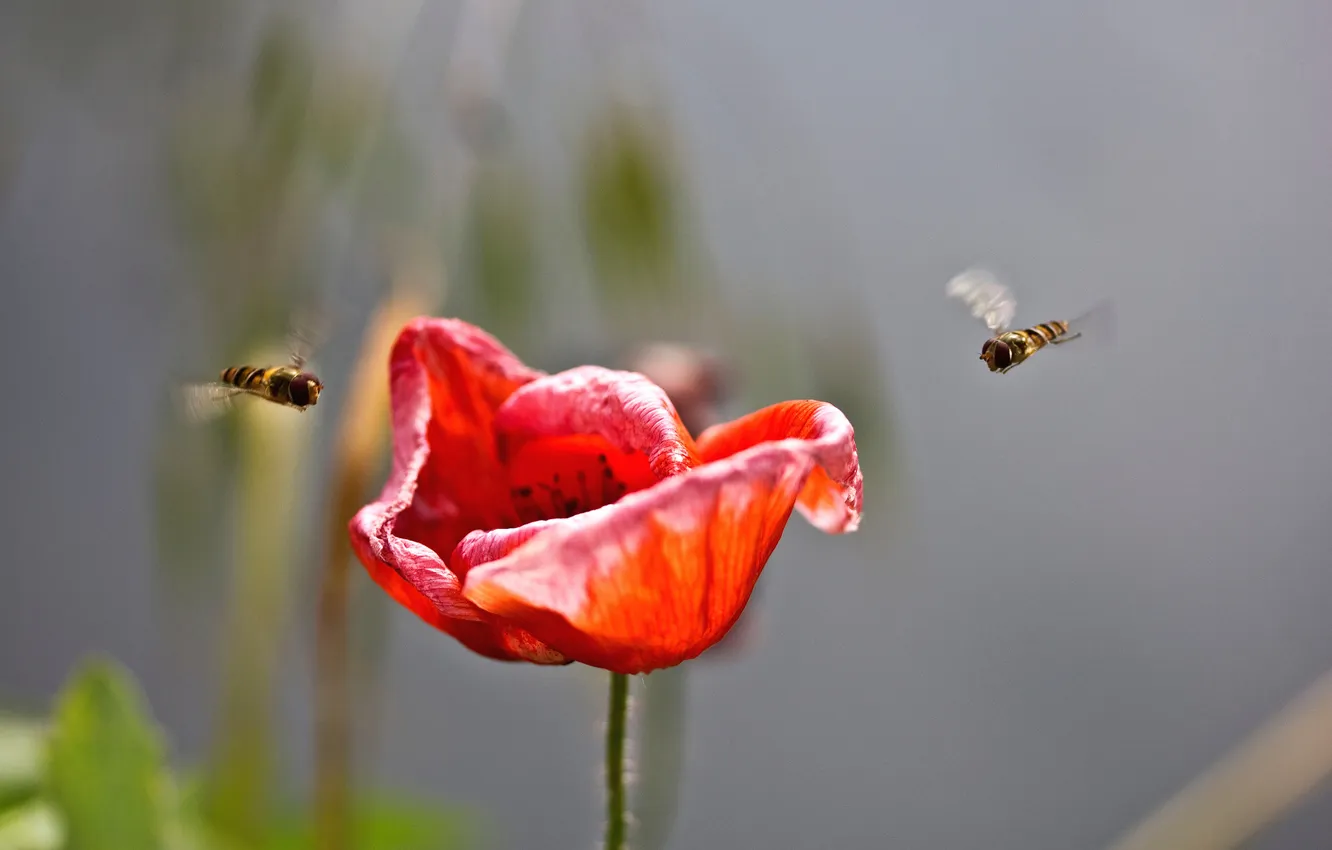 Photo wallpaper red, fly, Mac, Gorzalka, nasekomoe