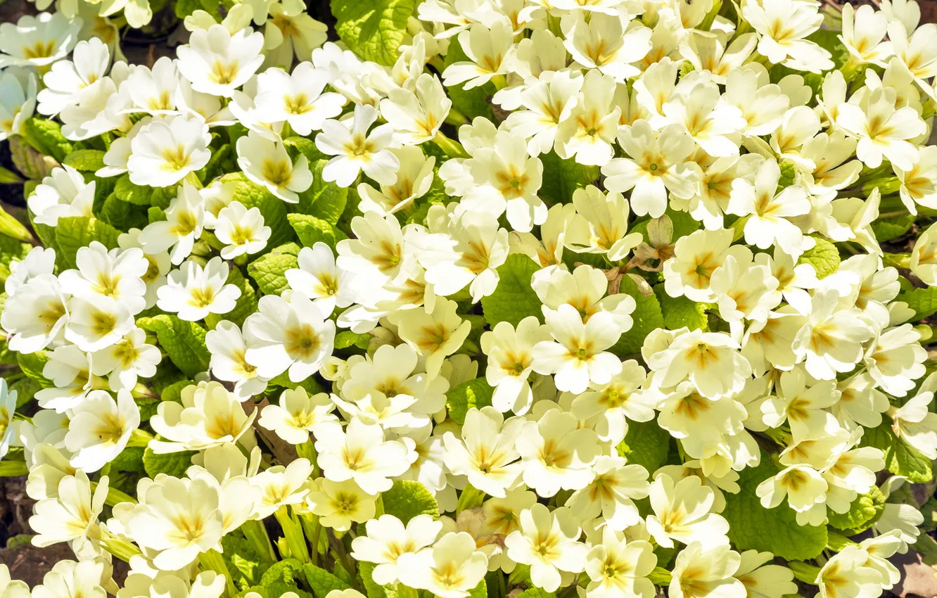 Photo wallpaper spring, flowering, blossom, flowers, spring