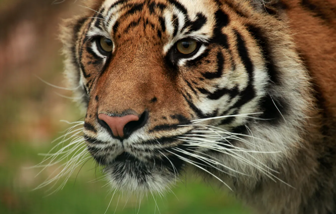 Photo wallpaper cat, look, face, tiger