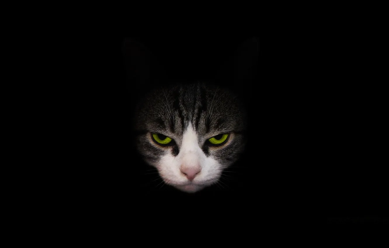 Photo wallpaper cat, look, black background