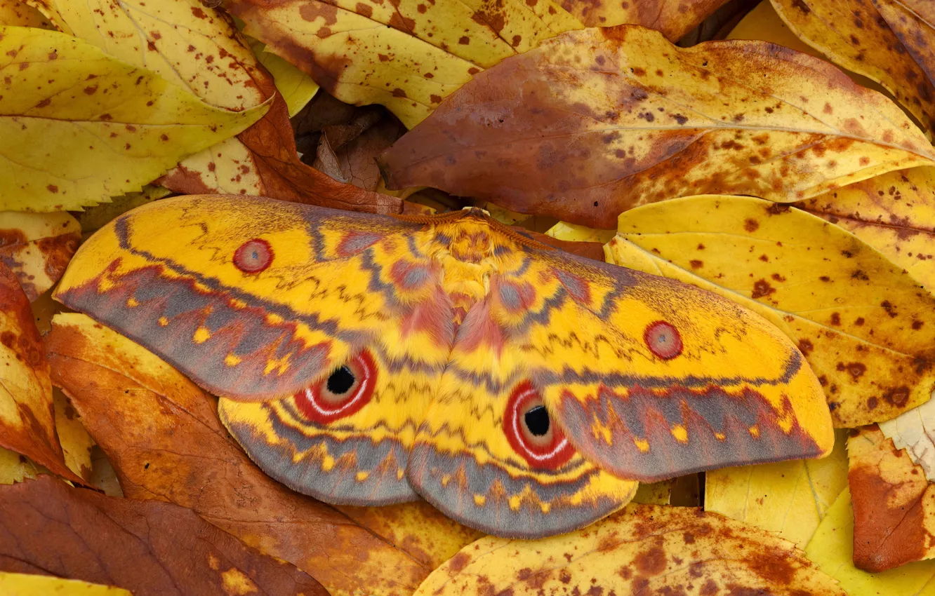 Photo wallpaper leaves, nature, Ghana, Emperor moth, Saturnia, ocular, Mole National Park