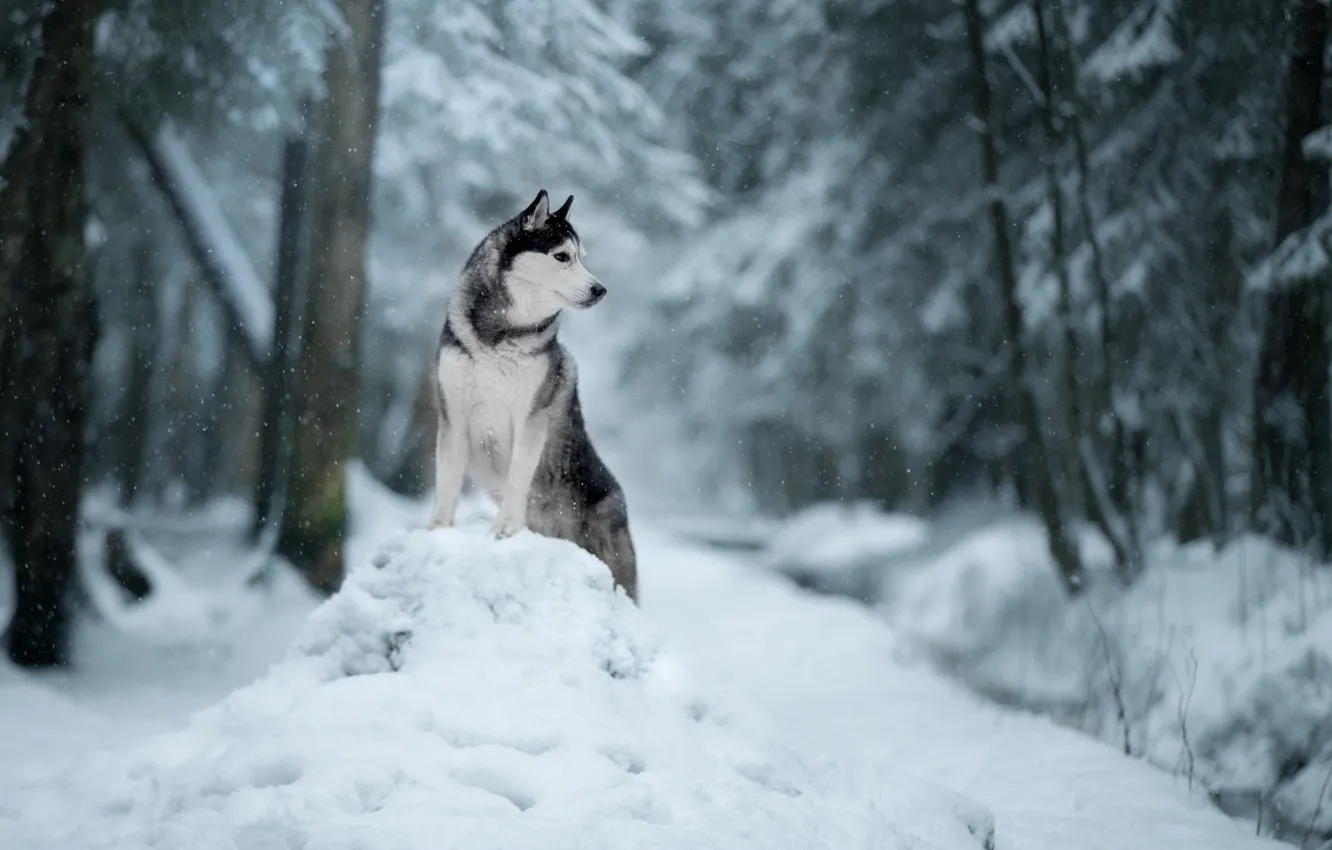 Photo wallpaper winter, snow, nature, dog, the snow, Husky