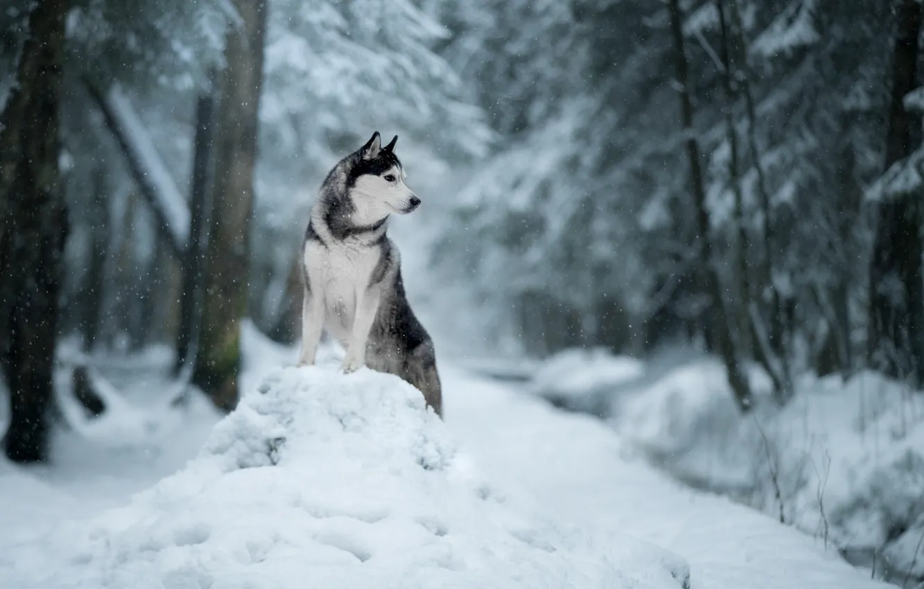 Photo wallpaper winter, snow, nature, dog, the snow, husky