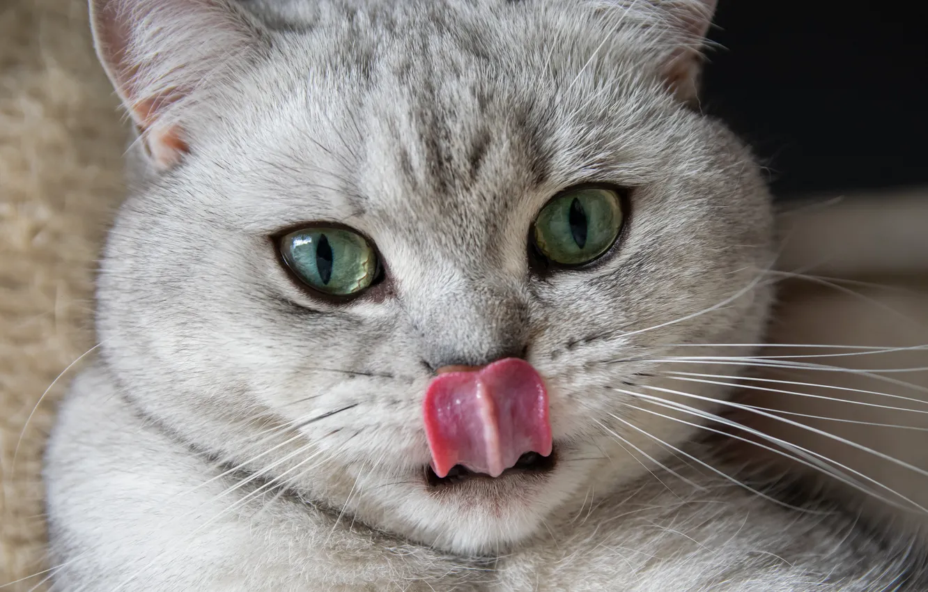 Photo wallpaper language, cat, look, kitty, grey, portrait, face, green eyes