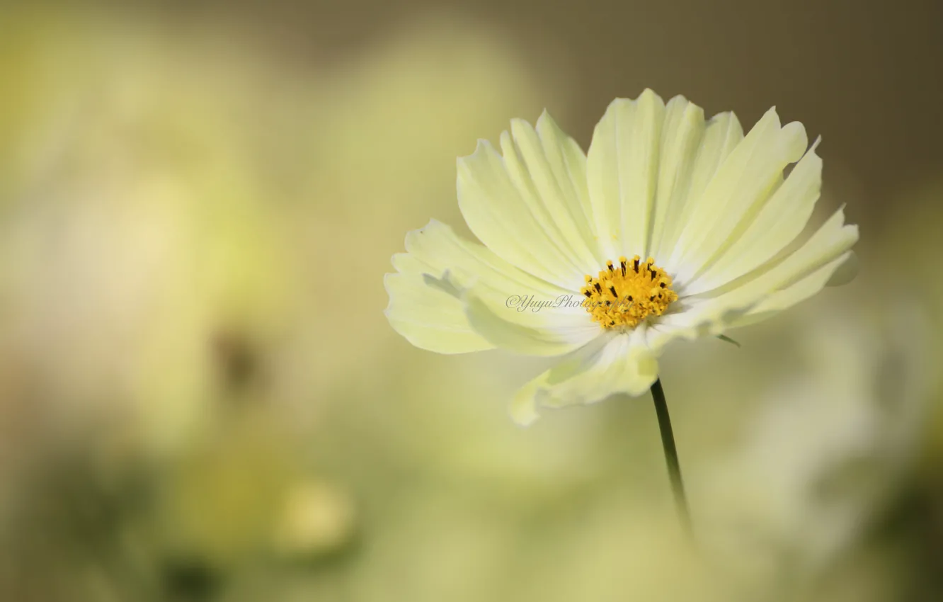 Photo wallpaper flowers, yellow, kosmeya
