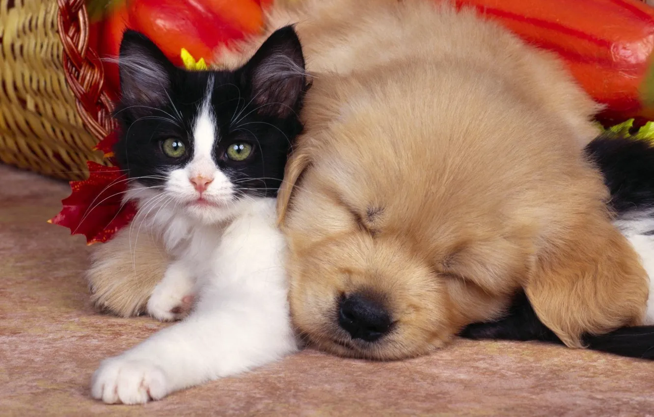 Photo wallpaper kitty, sleep, friendship, puppy