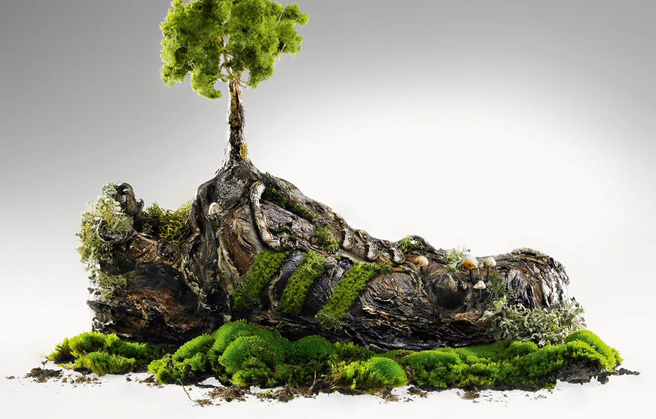 Photo wallpaper plant, dirt, sneakers