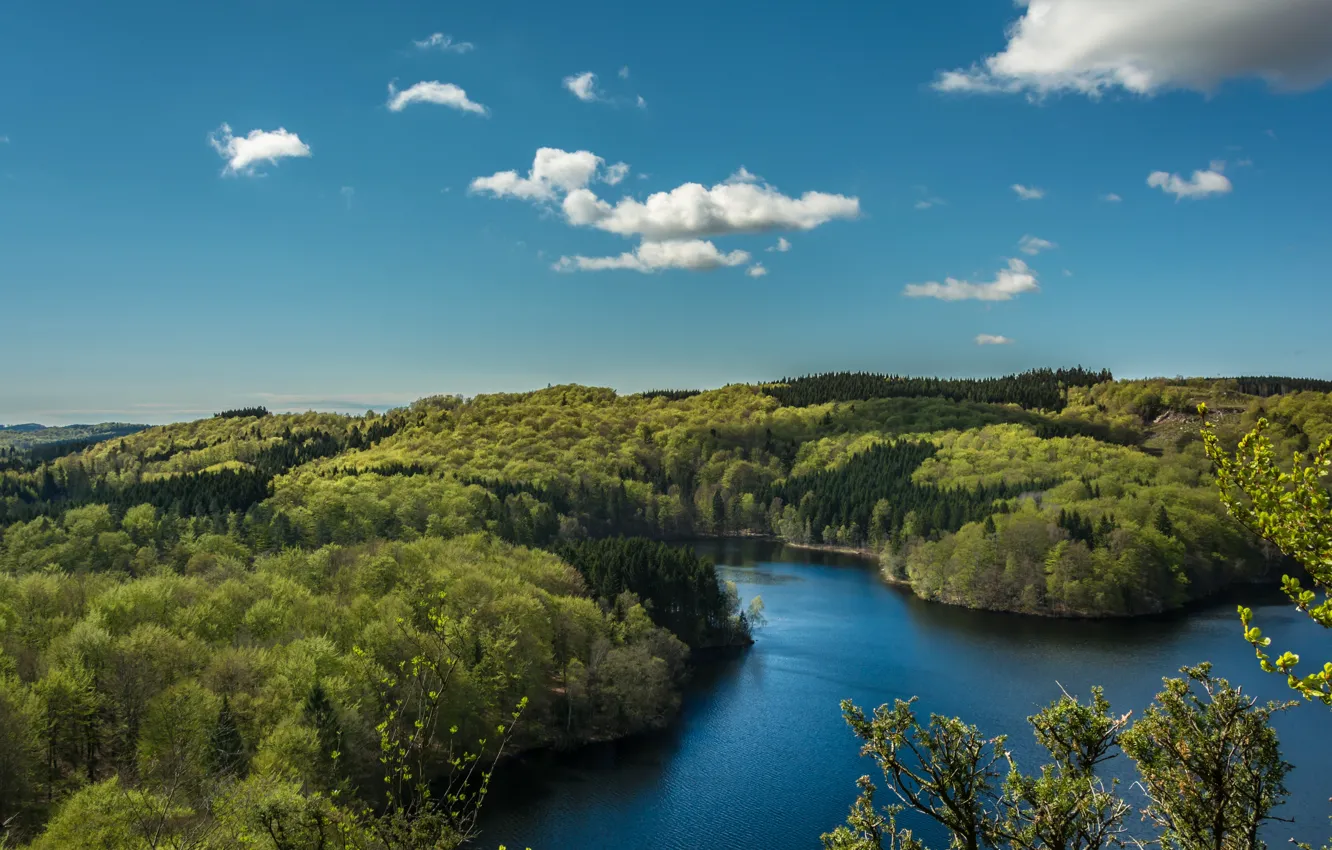 Photo wallpaper sea, landscape, coast, tree, bulf