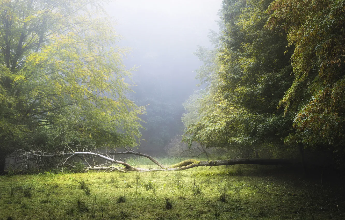 Photo wallpaper deadwood, fog, trees, branches, forest, glade