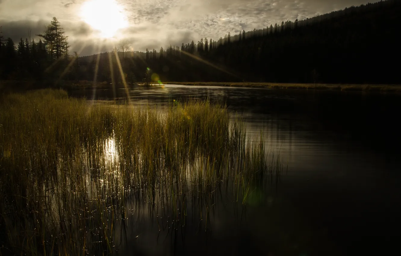 Photo wallpaper forest, grass, the sun, rays, river, shore, pond