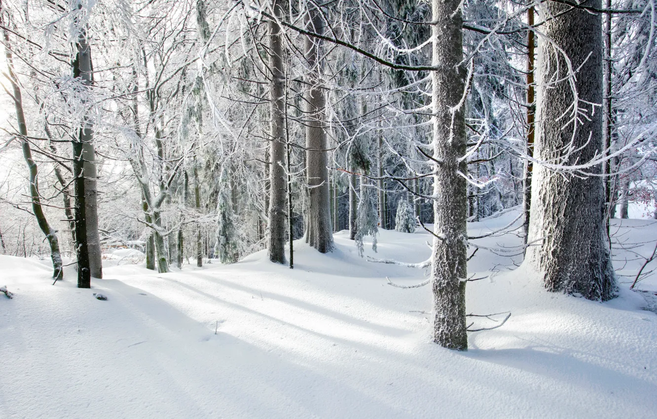 Photo wallpaper cold, winter, forest