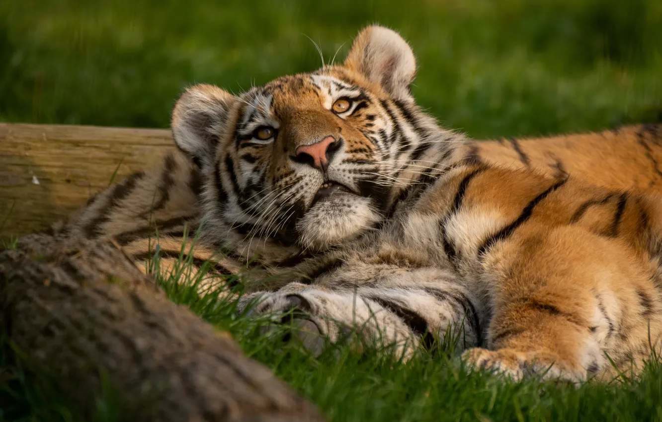 Photo wallpaper summer, grass, look, face, nature, tiger, pose, lies