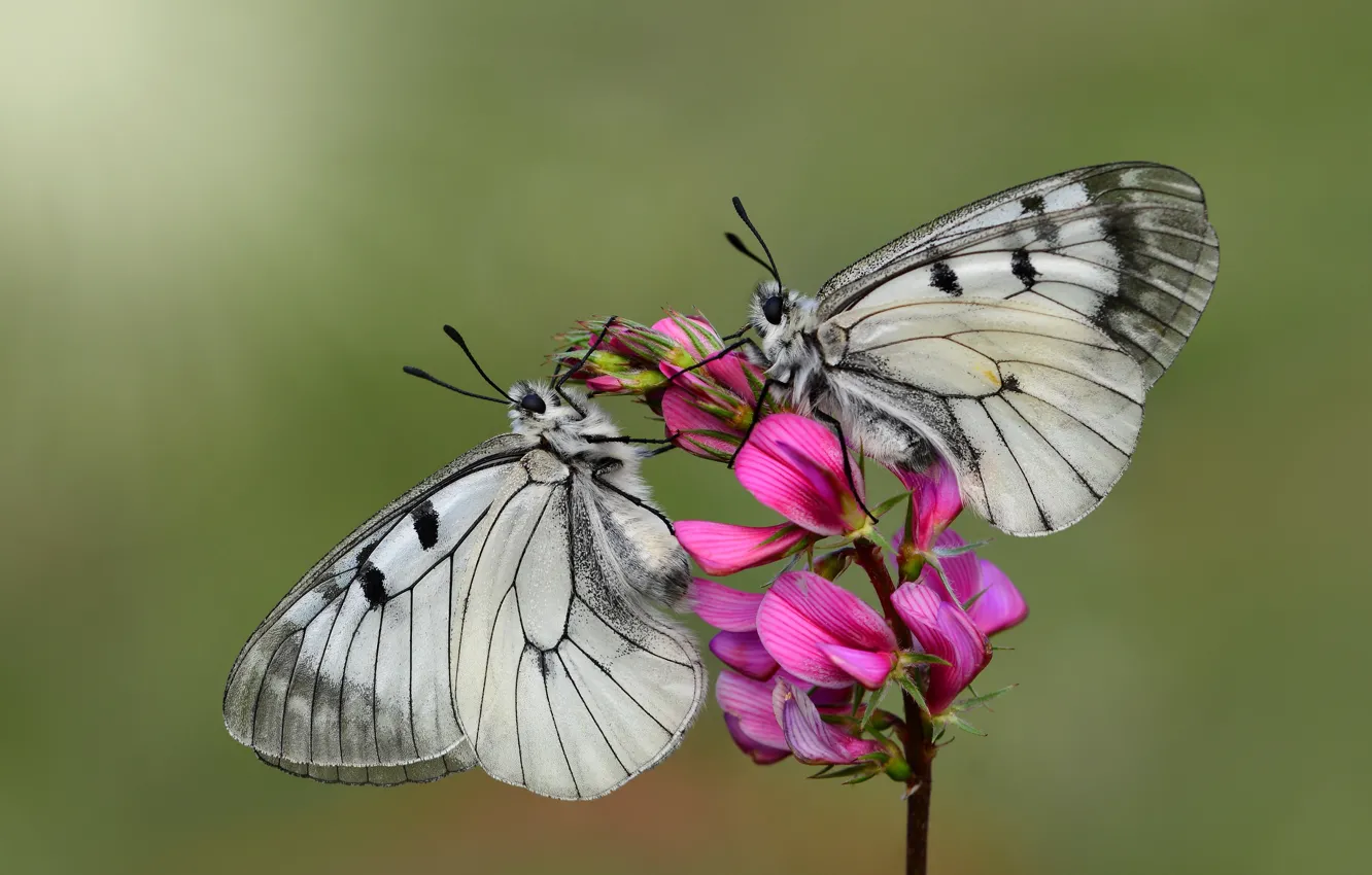 Photo wallpaper macro, flowers, butterfly