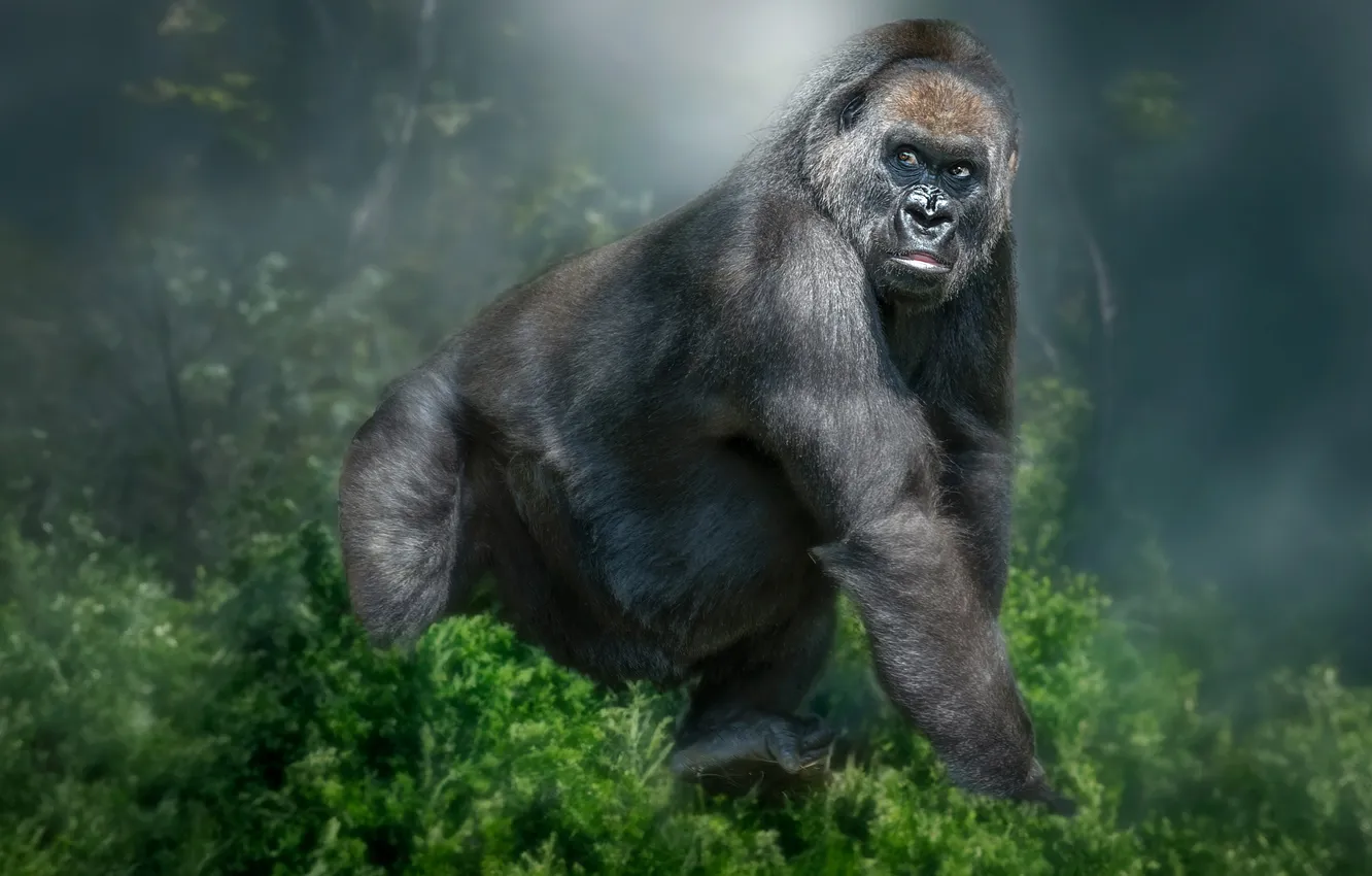 Photo wallpaper look, pose, black, blur, monkey, gorilla, haze, shrub