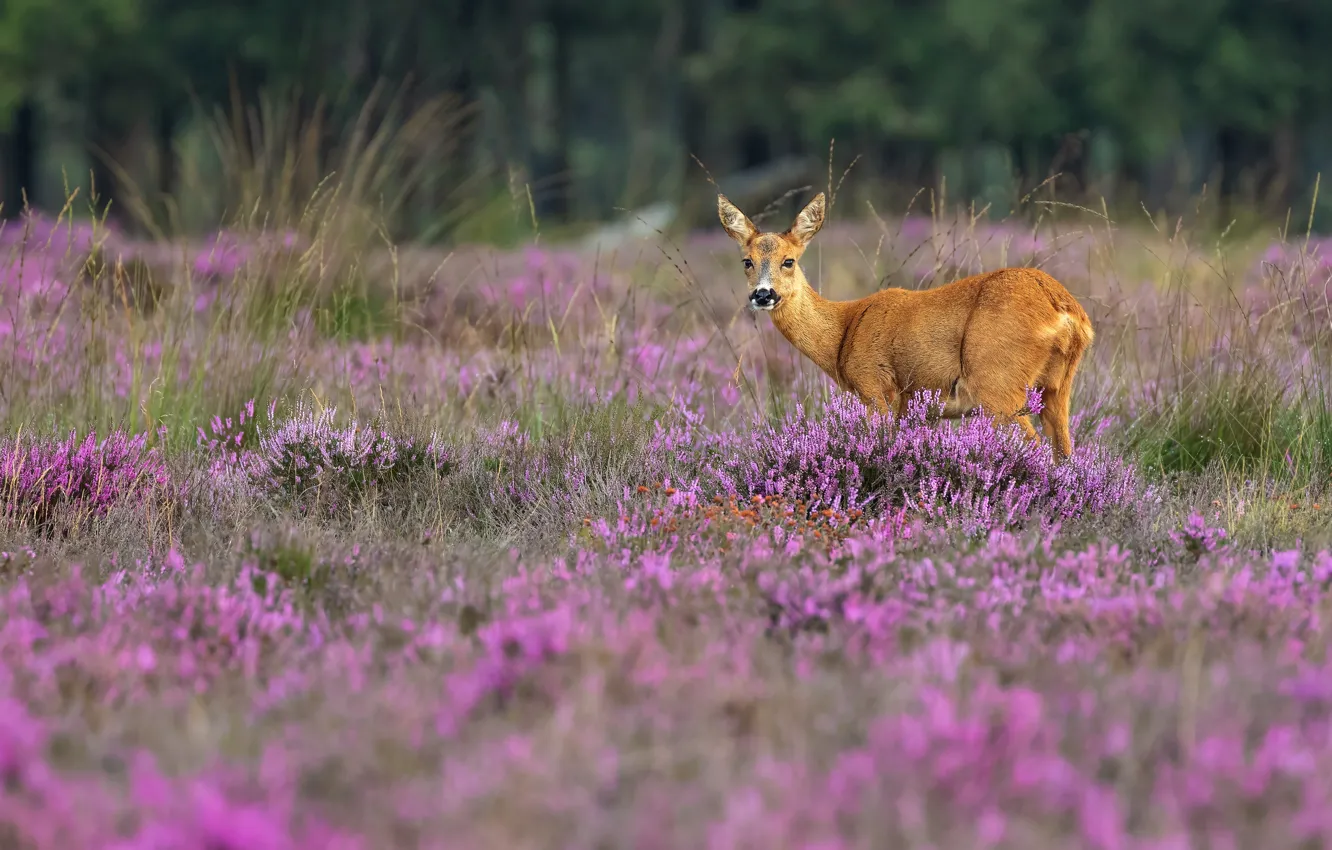 Photo wallpaper flowers, glade, deer, ROE, Heather