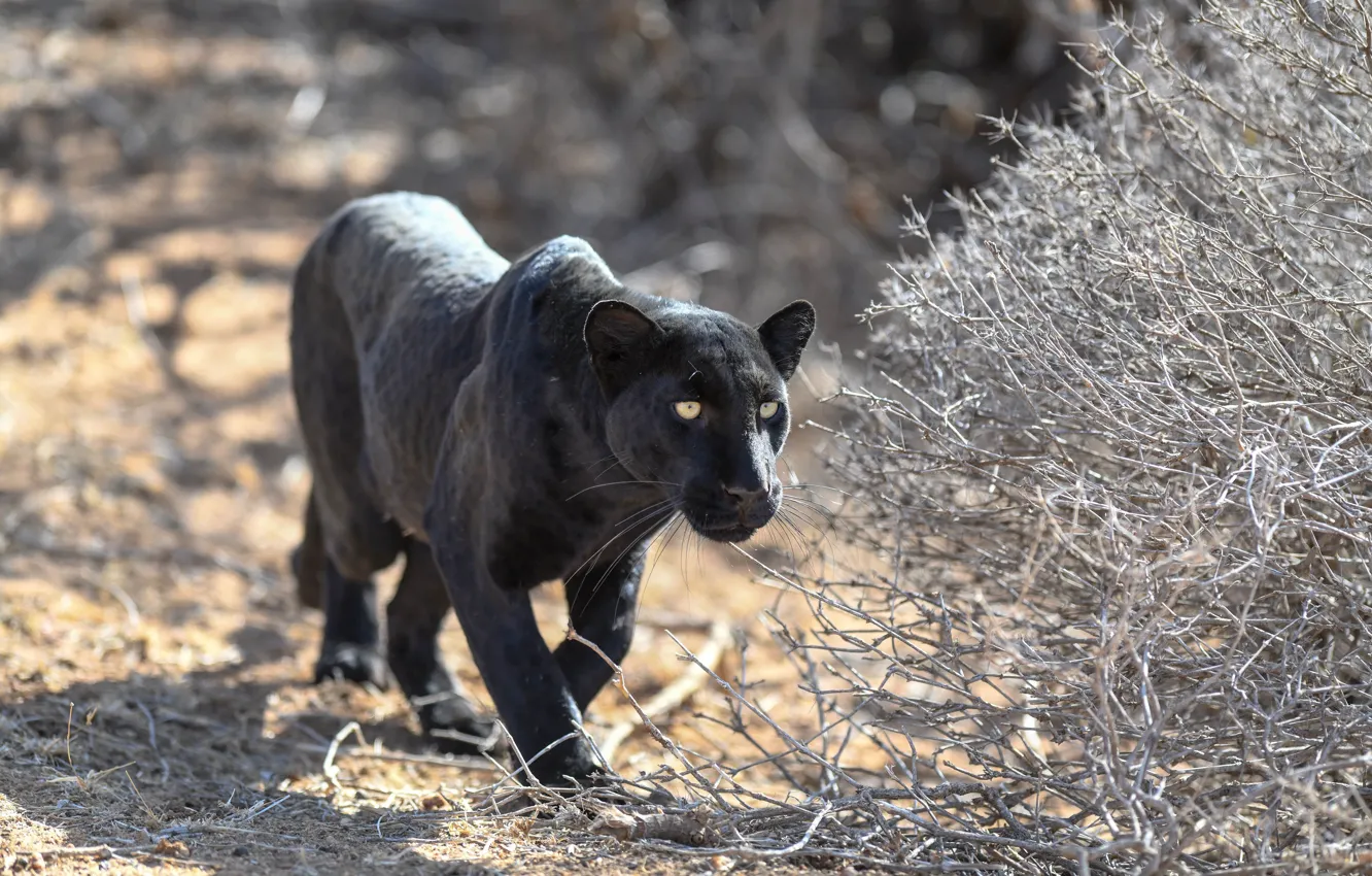Photo wallpaper predator, Panther, wild cat, sneaks, black leopard