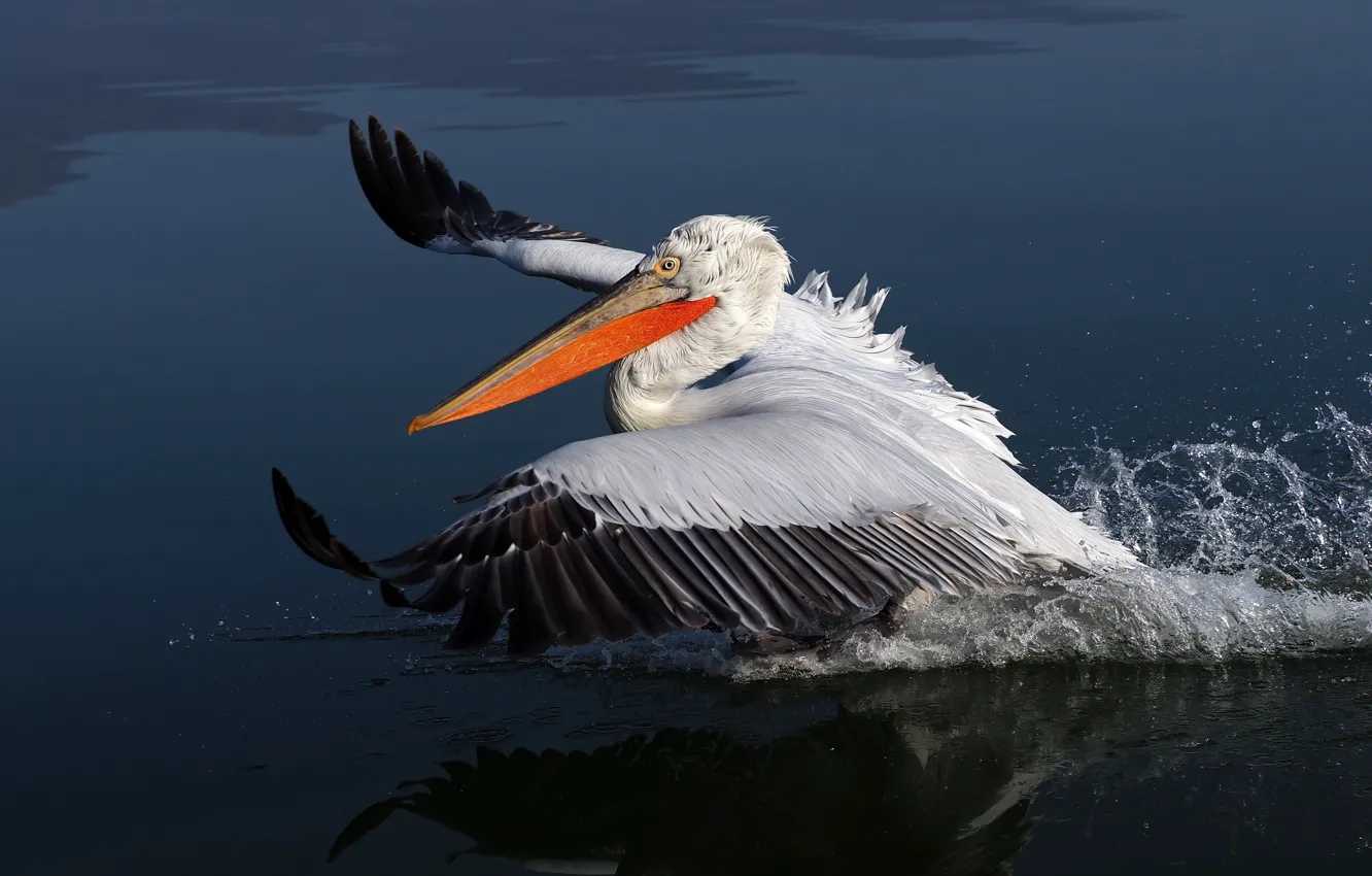 Photo wallpaper water, squirt, bird, the rise, pond, Pelican, run, flap