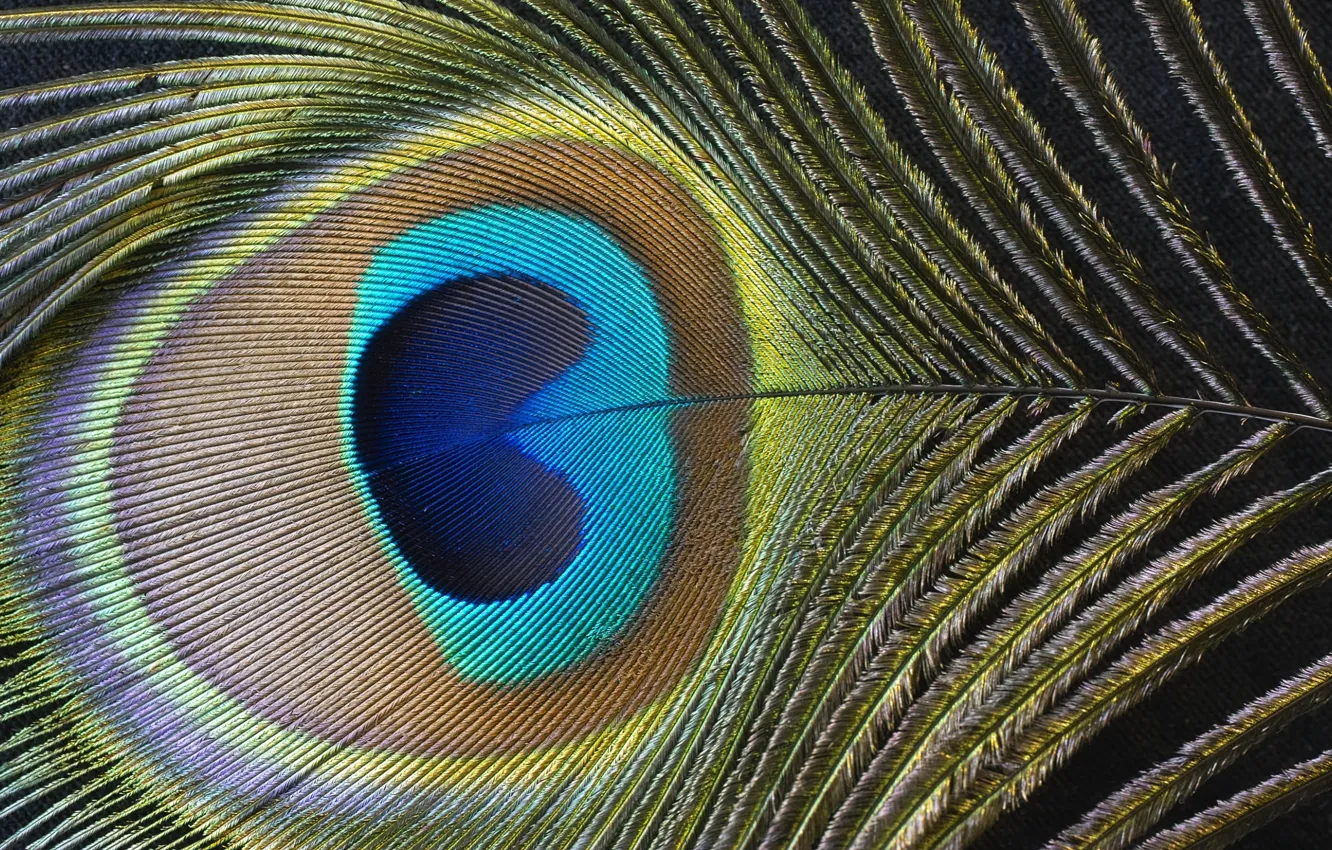 Photo wallpaper color, pen, peacock