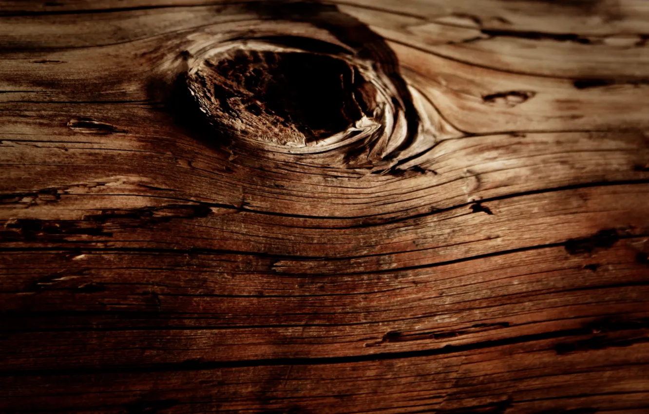 Photo wallpaper macro, trees, Greece, wood, nature. plants