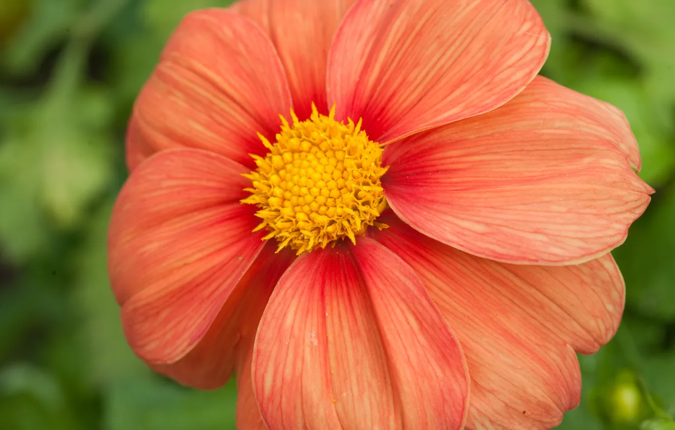 Photo wallpaper flowers, yellow, red, plant, petals