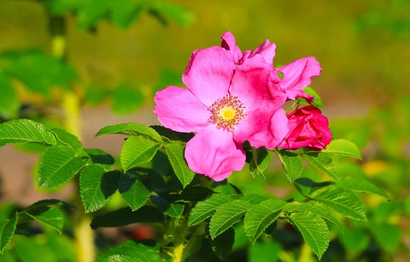 Photo wallpaper rose, flower, pink