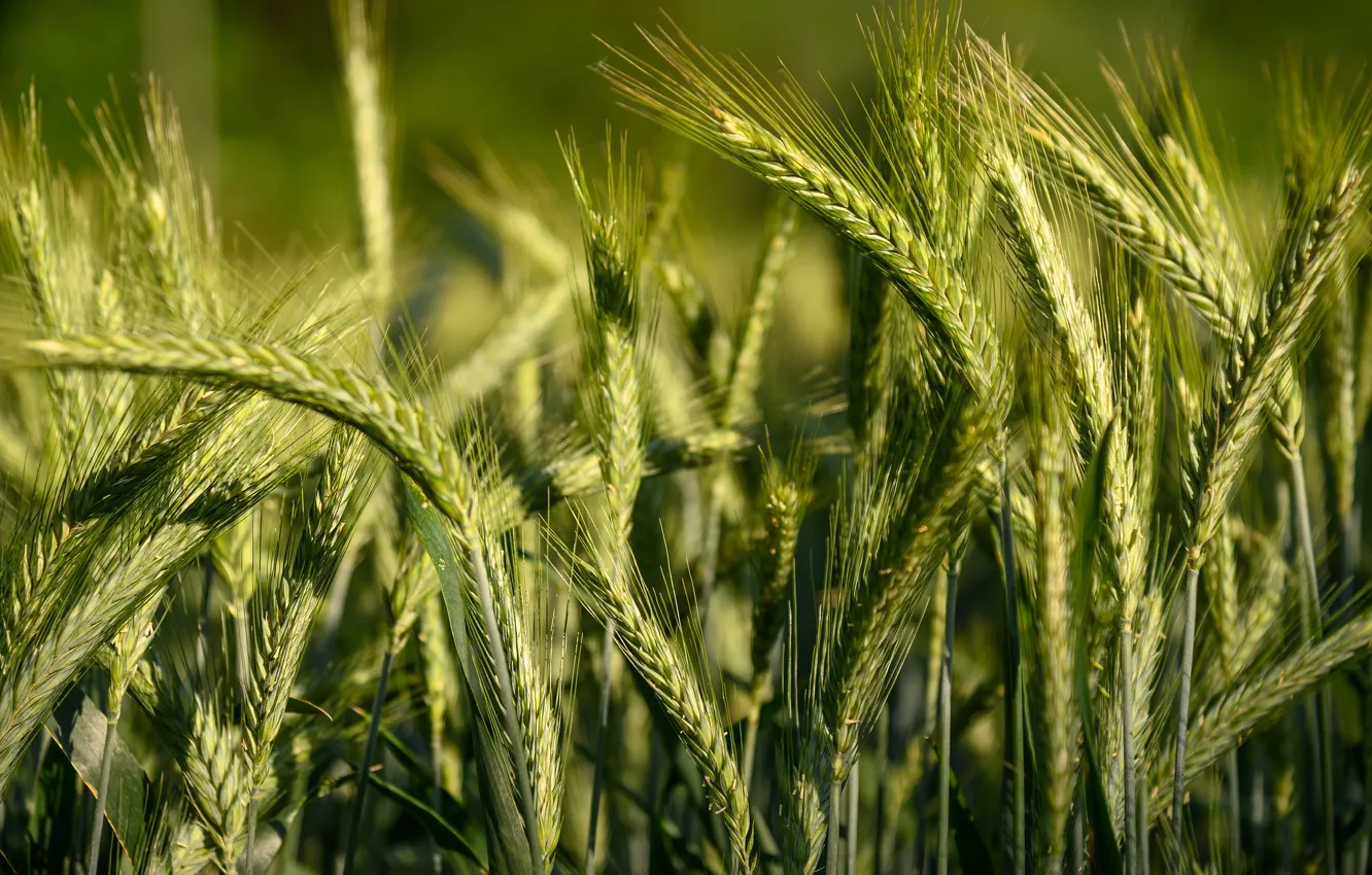 Photo wallpaper field, summer, light, green, rye, spikelets, bread, ears