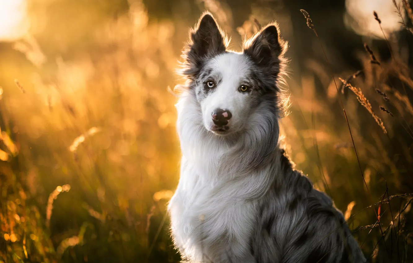 Photo wallpaper field, look, the sun, light, nature, pose, portrait, dog