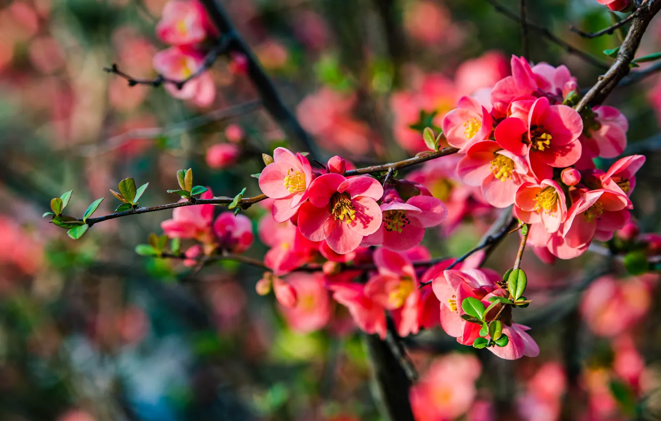 Photo wallpaper flowers, spring, flowering, quince