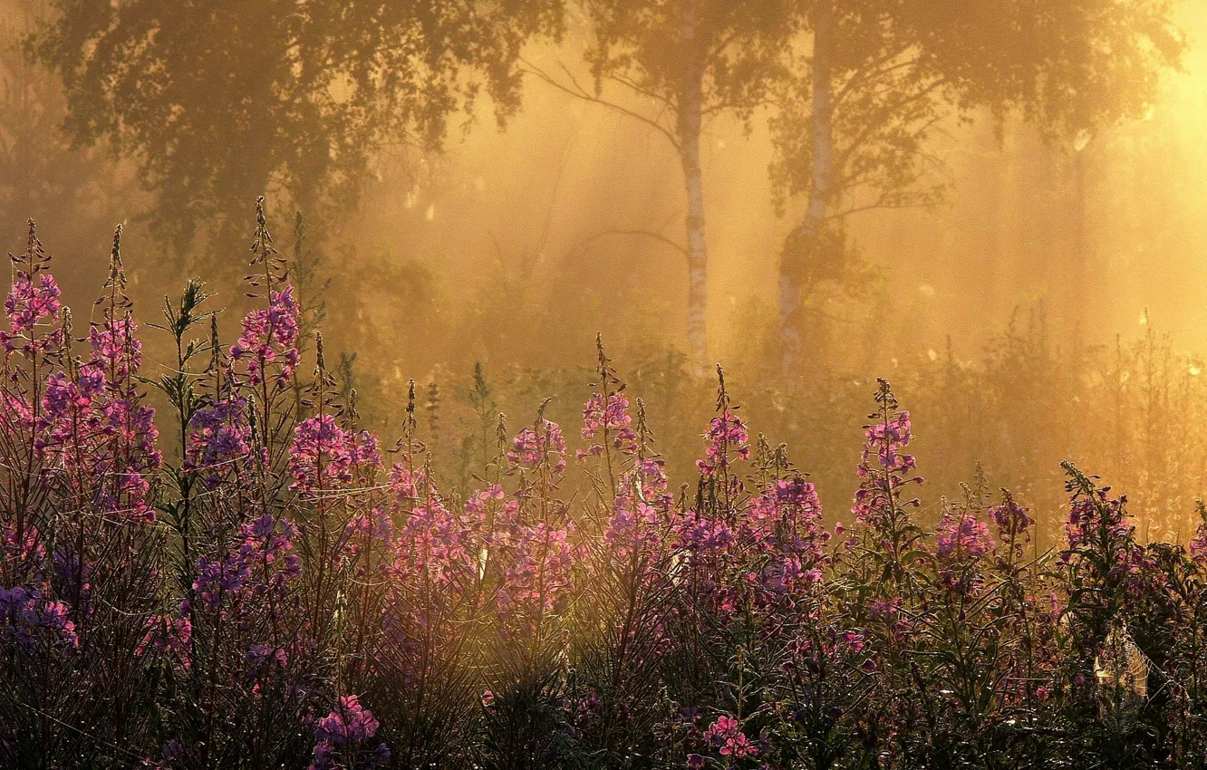 Photo wallpaper grass, rays, trees, flowers, fog, Morning, birch