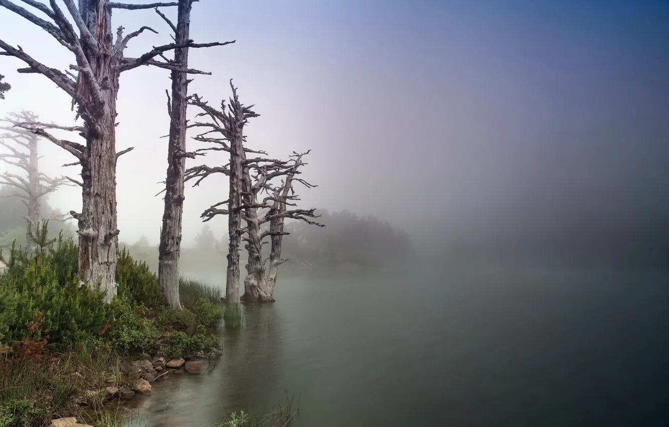 Photo wallpaper trees, nature, river, shore, morning, trunks. fog