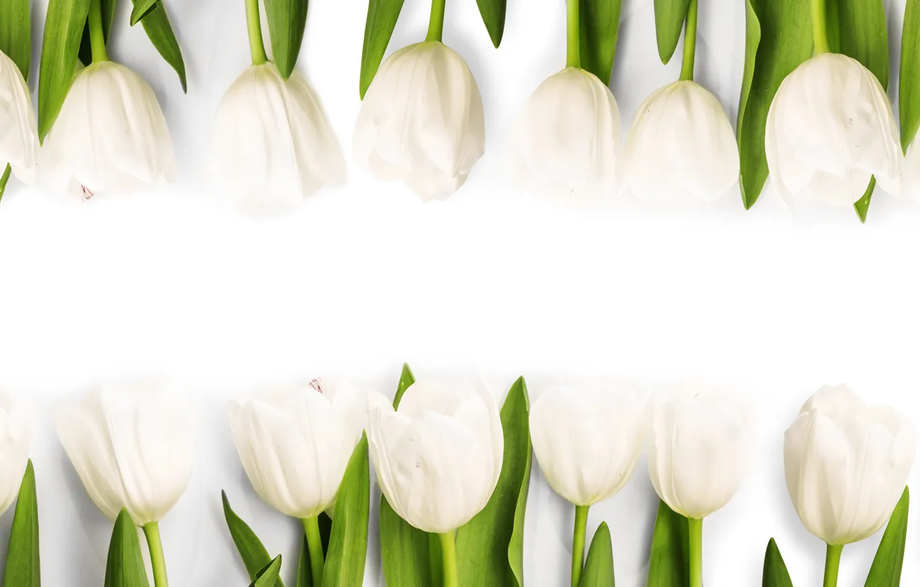 Photo wallpaper flowers, spring, tulips, white, white, fresh, flowers, tulips