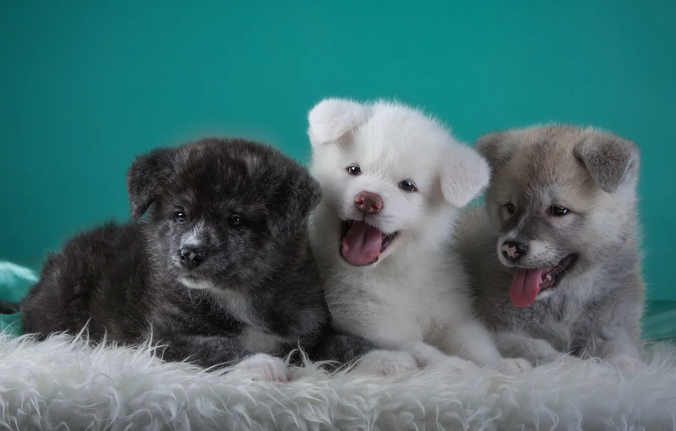 Photo wallpaper puppies, languages, trio, funny, Japanese Akita