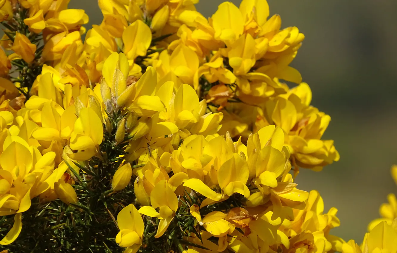 Photo wallpaper Spring, Flowering, Yellow flowers, Genista, Drok