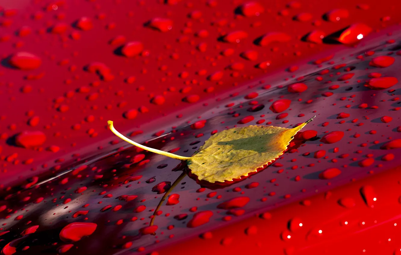 Photo wallpaper leaves, background, red, yellow