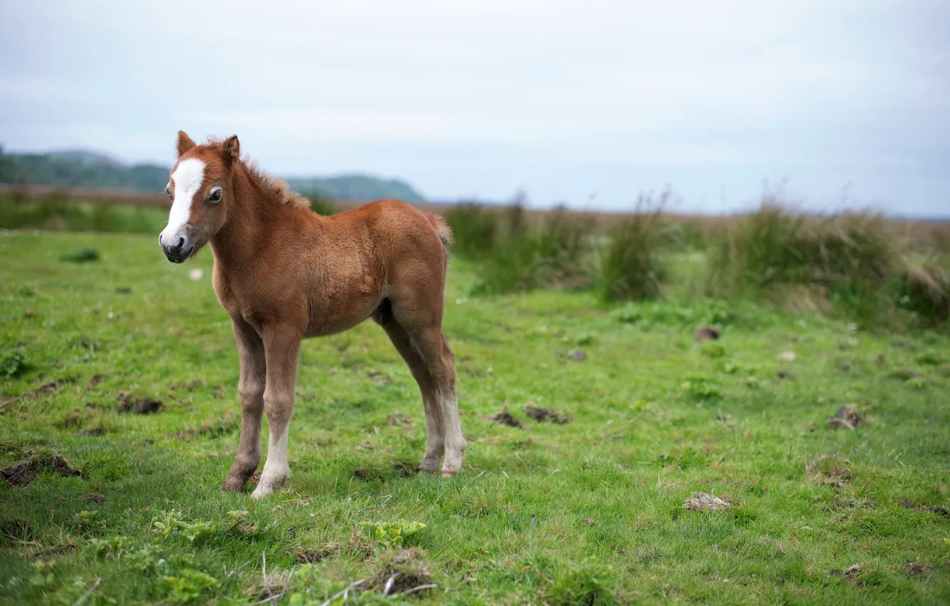 Photo wallpaper nature, background, foal
