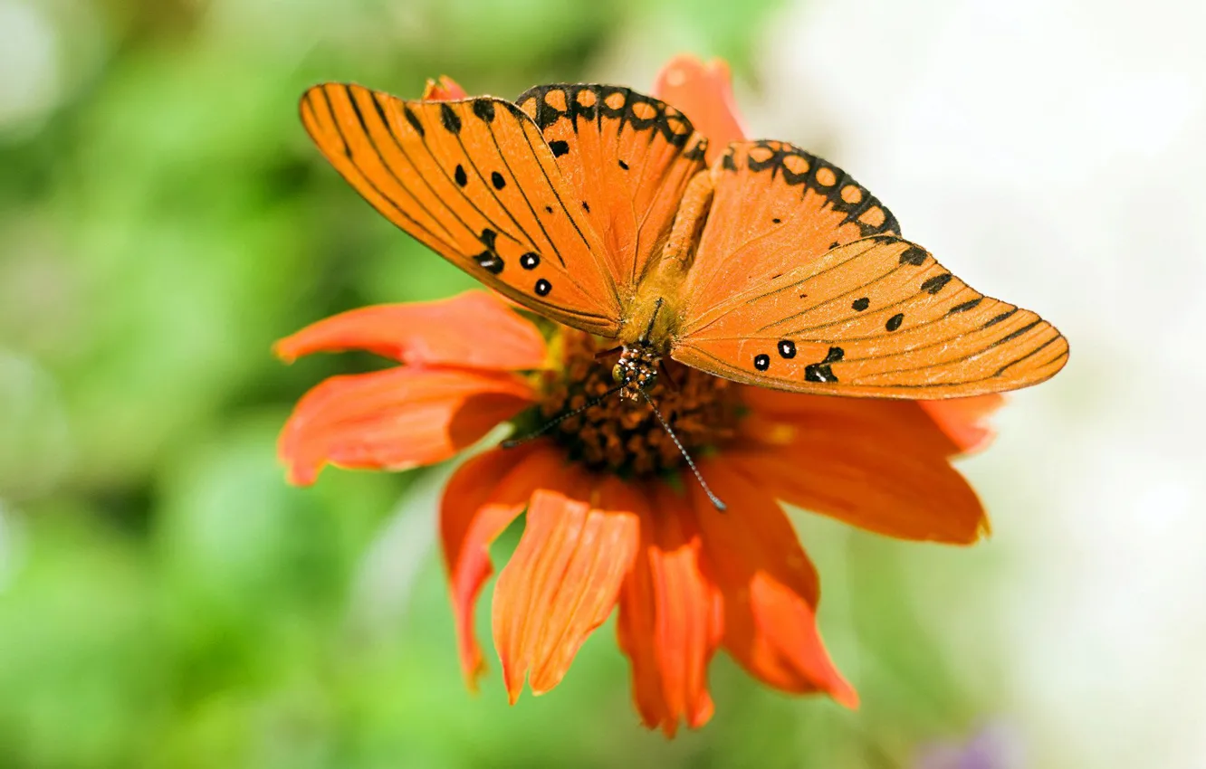 Photo wallpaper flower, nature, Wallpaper, butterfly, wings, petals