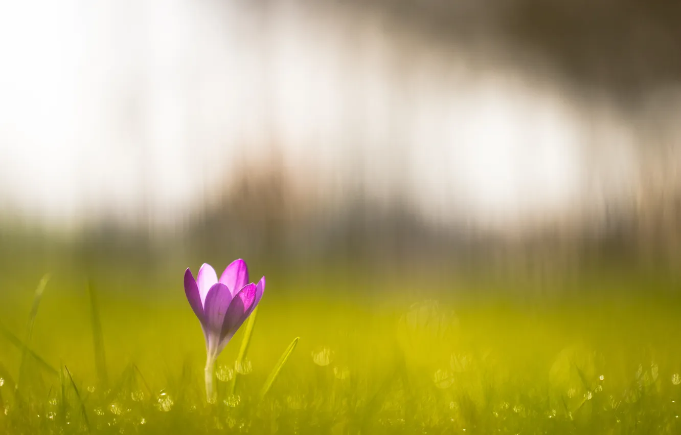 Photo wallpaper greens, grass, flowers, beauty, crocuses, Crocus