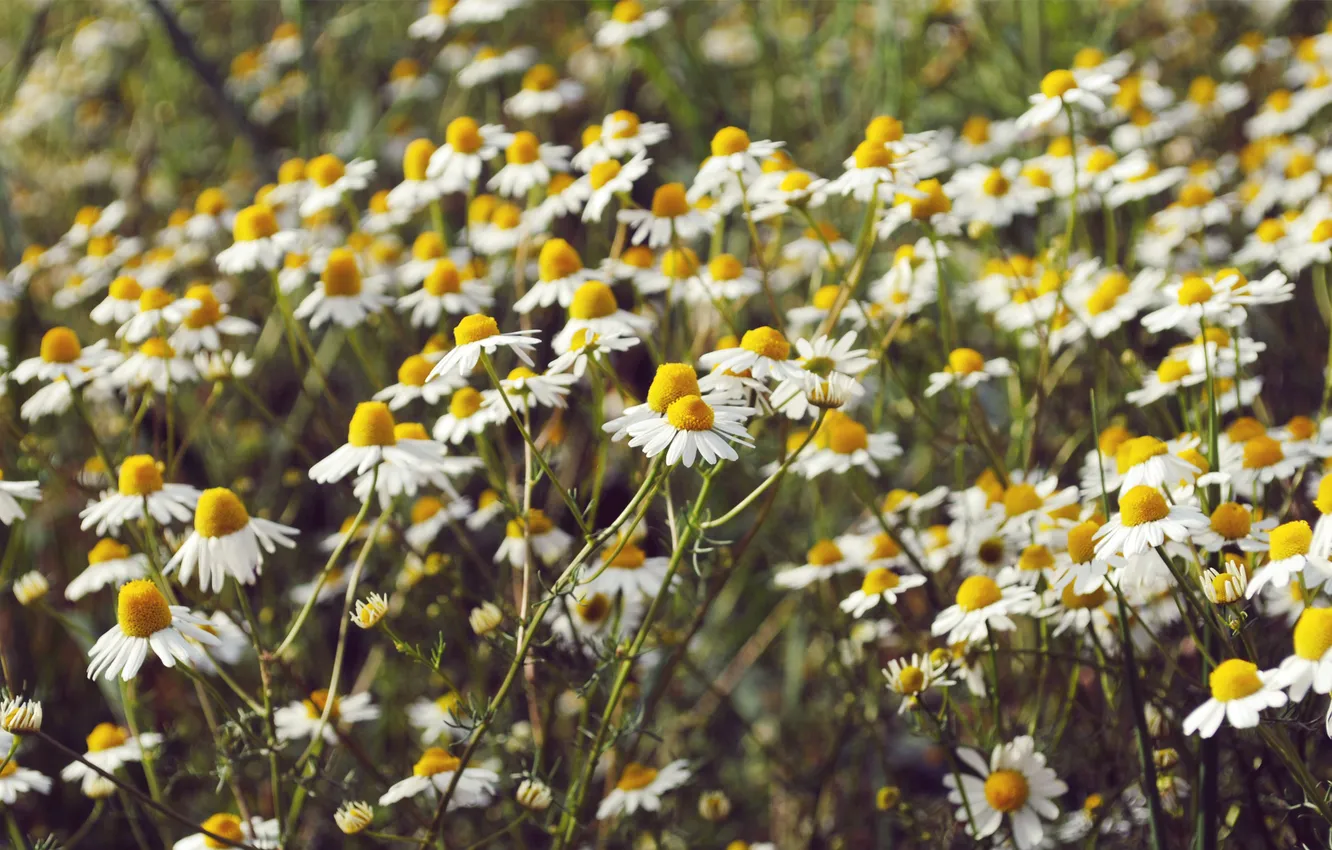 Photo wallpaper field, flowers, chamomile, white
