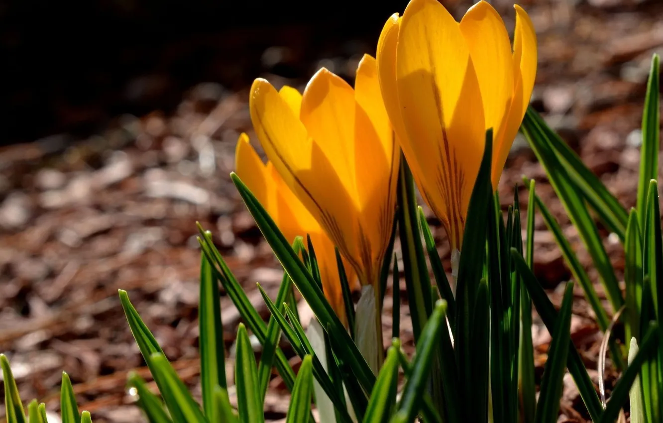 Photo wallpaper flowers, orange, spring