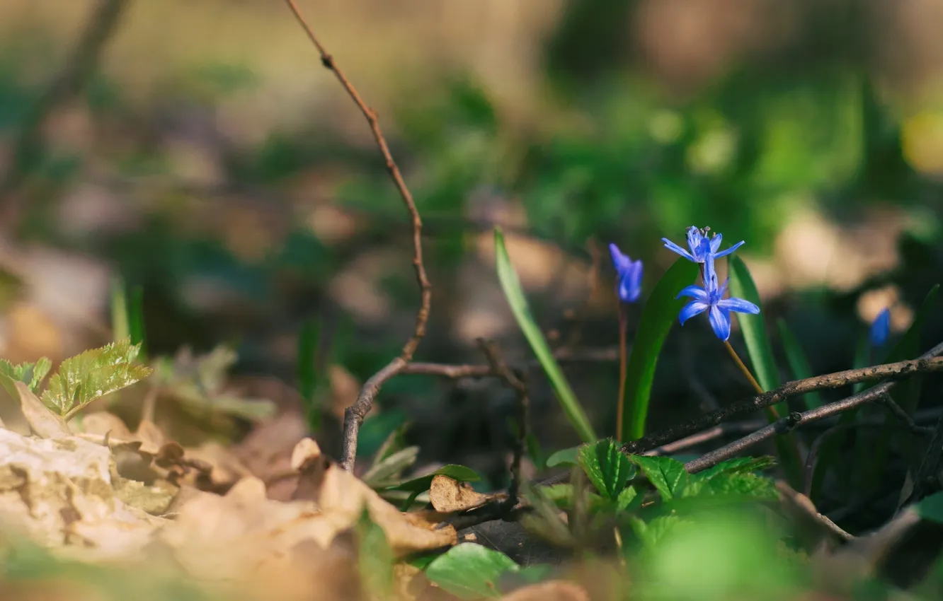 Photo wallpaper flowers, branches, blue, petals