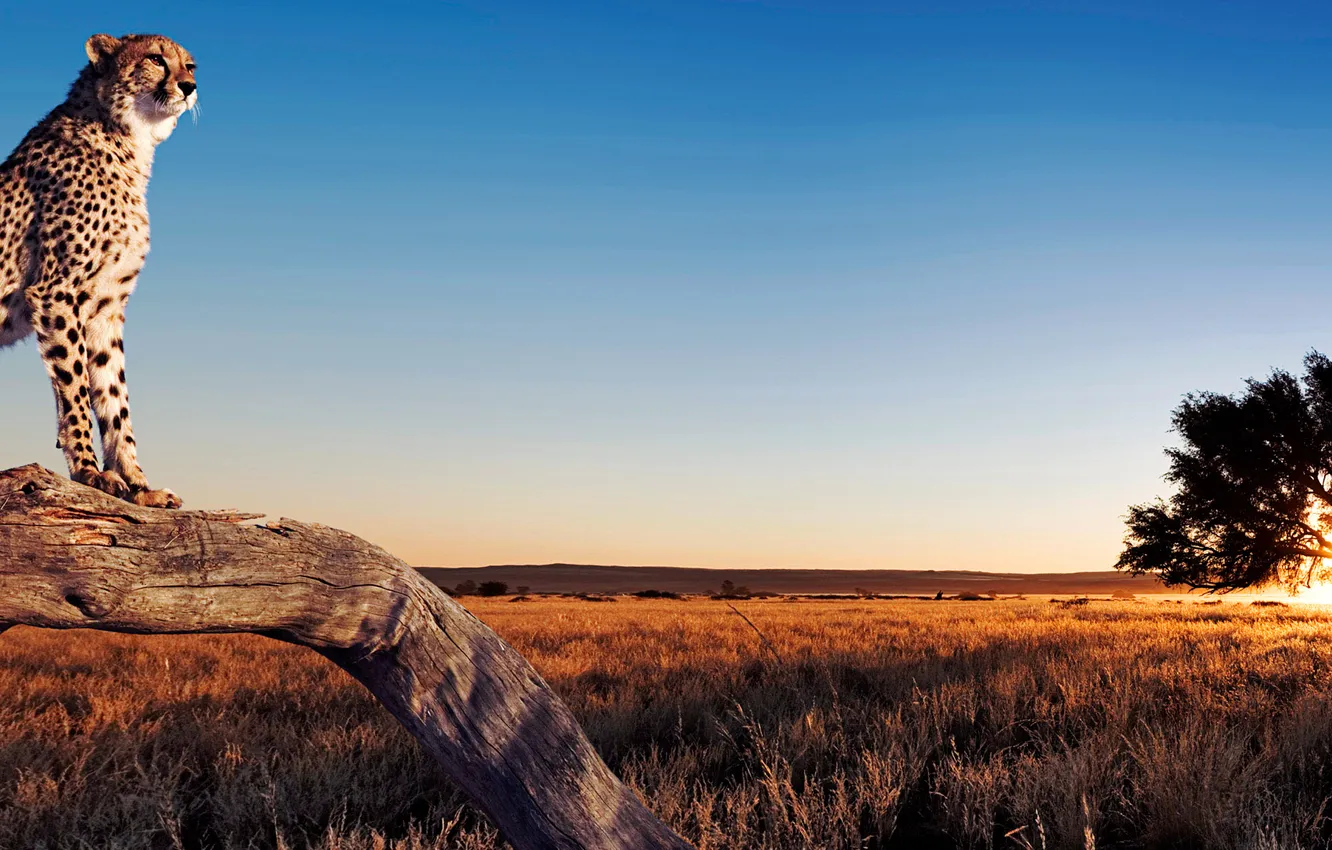 Photo wallpaper the sky, trees, landscape, panorama, Cheetah, Savannah