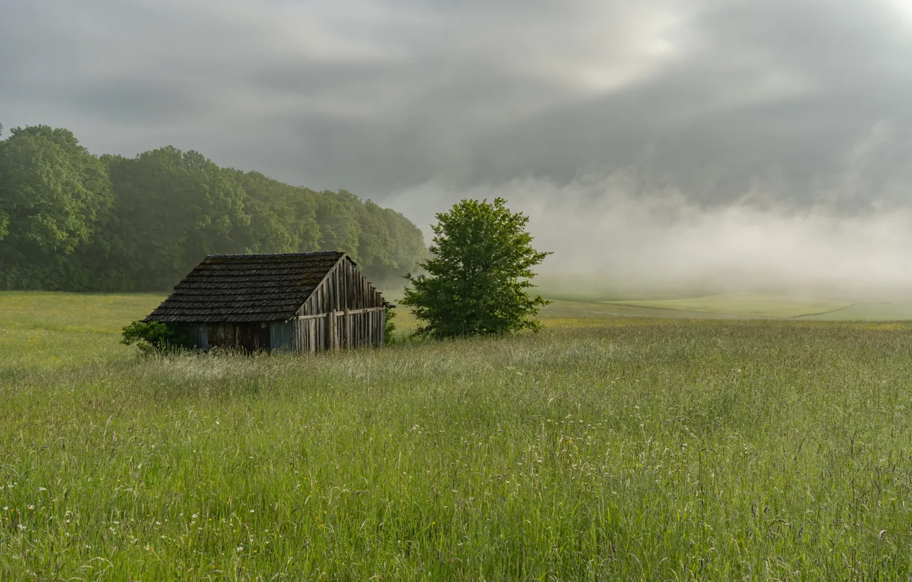 Photo wallpaper greens, field, summer, the sky, grass, clouds, trees, clouds