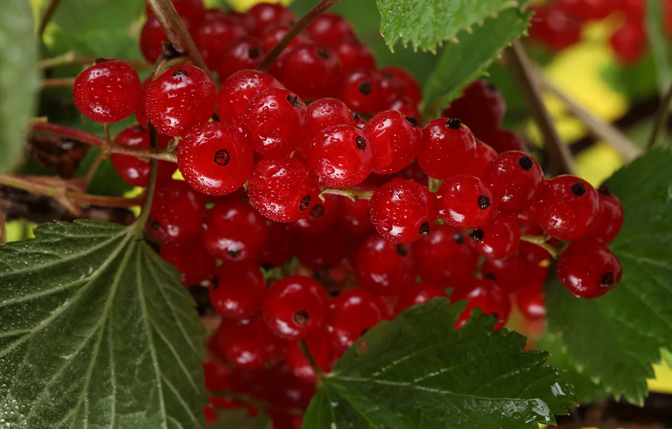 Photo wallpaper leaves, berries, the bushes, red currant