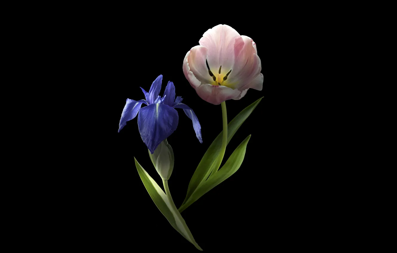 Photo wallpaper flowers, tulips, black background, iris, different together