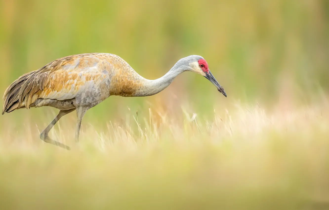 Photo wallpaper nature, bird, Sandhill crane