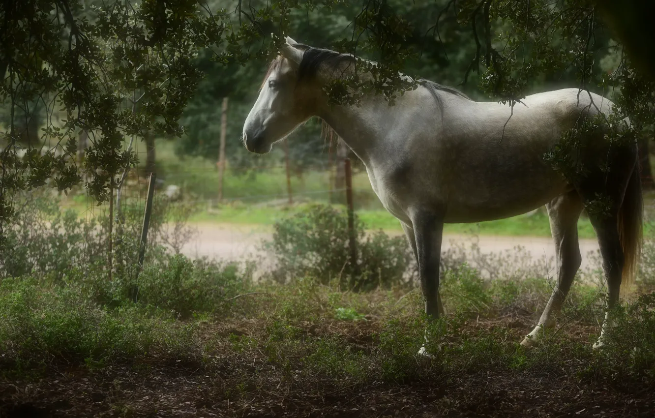 Photo wallpaper road, white, grass, light, branches, nature, fog, horse