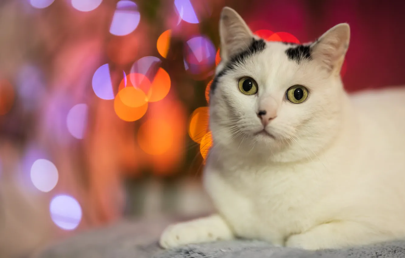 Photo wallpaper cat, cat, look, pose, face