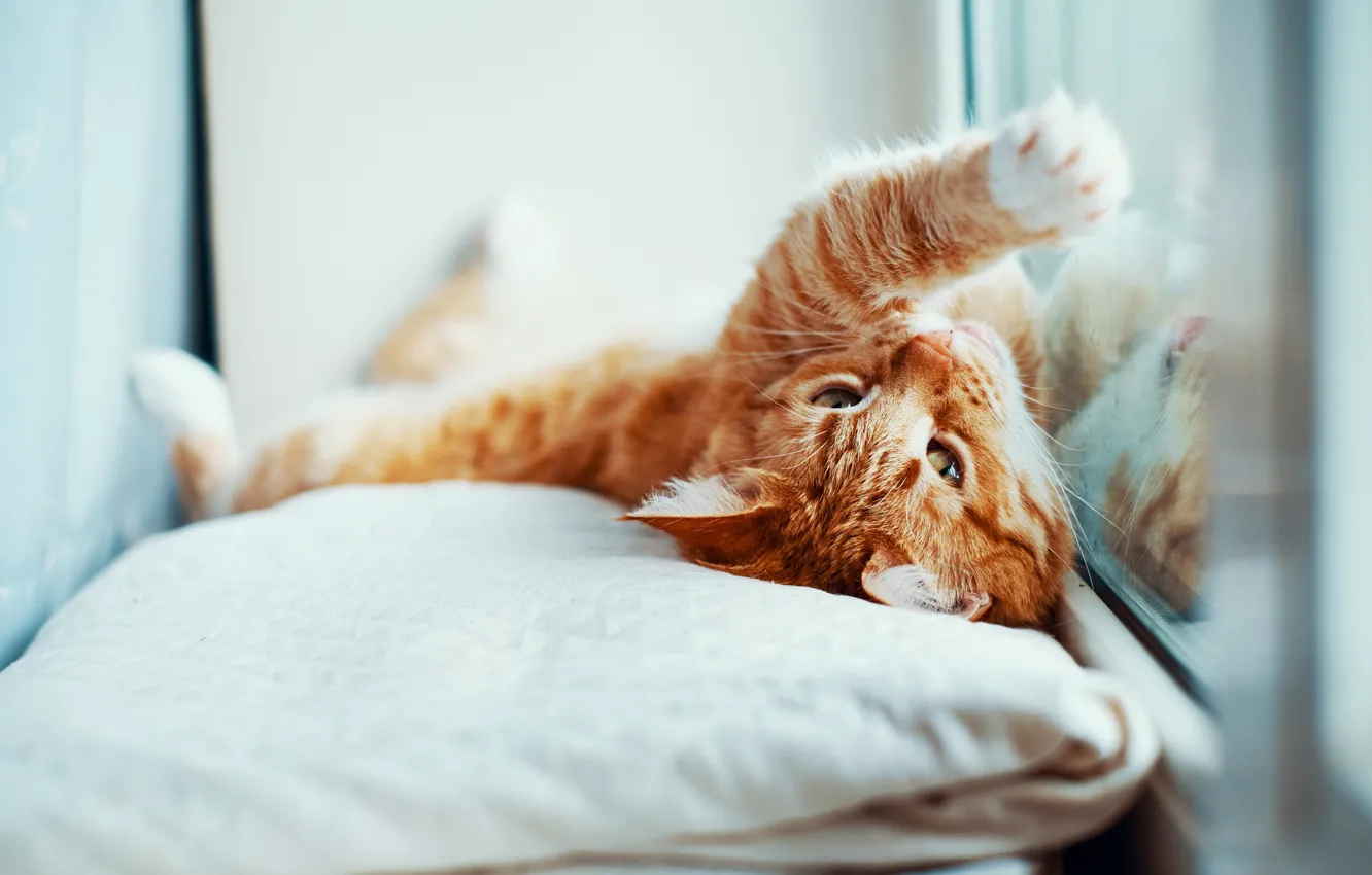 Photo wallpaper cat, cat, light, pose, window, pillow, kitty