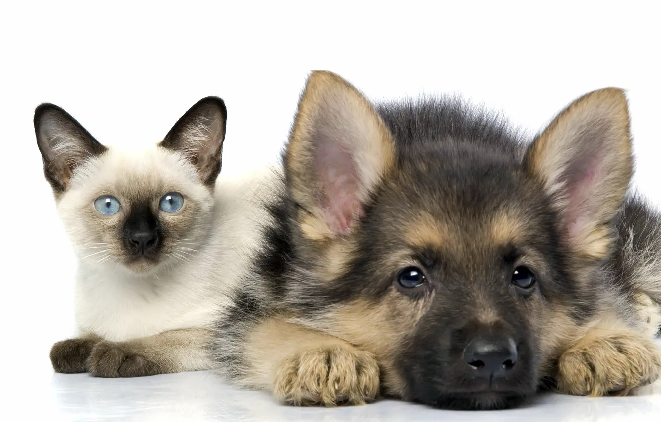 Photo wallpaper cat, friendship, puppy, kitty, Siamese, shepherd