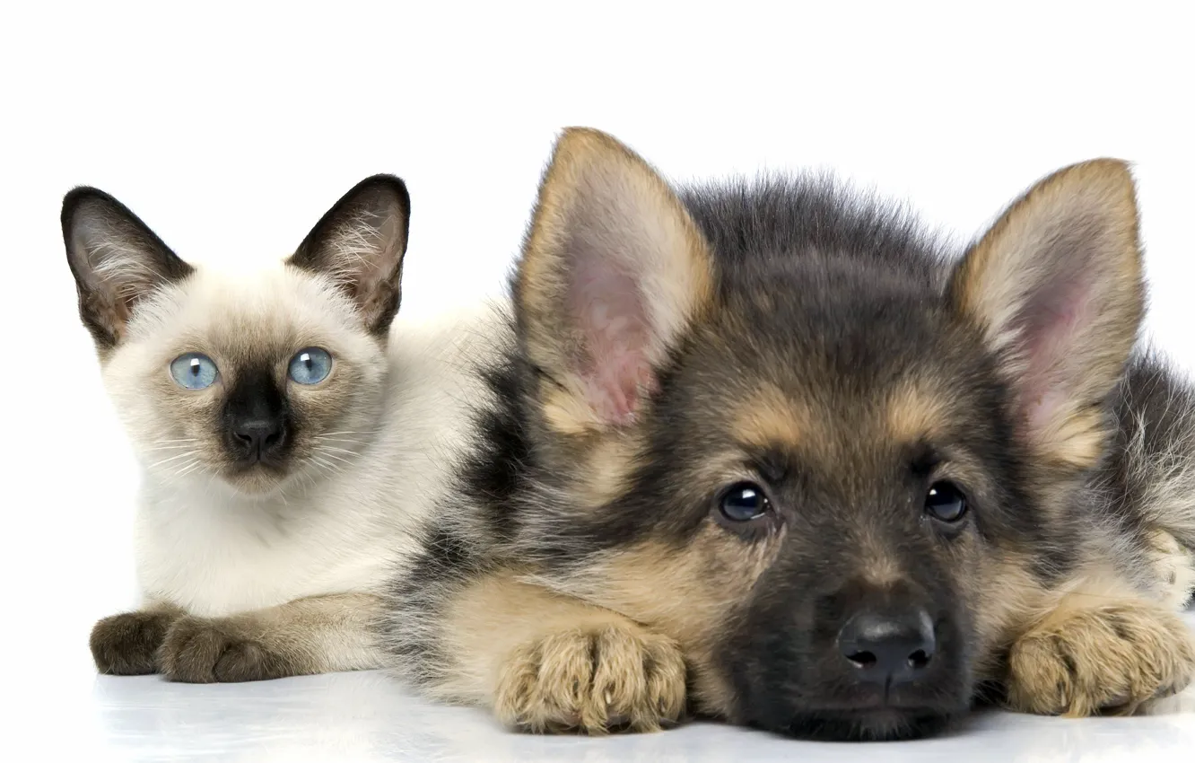 Photo wallpaper cat, friendship, puppy, kitty, shepherd, Siamese